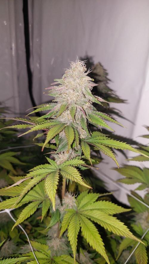 Tutti Frutti Grow. Week 10 - SLH x Pink candy