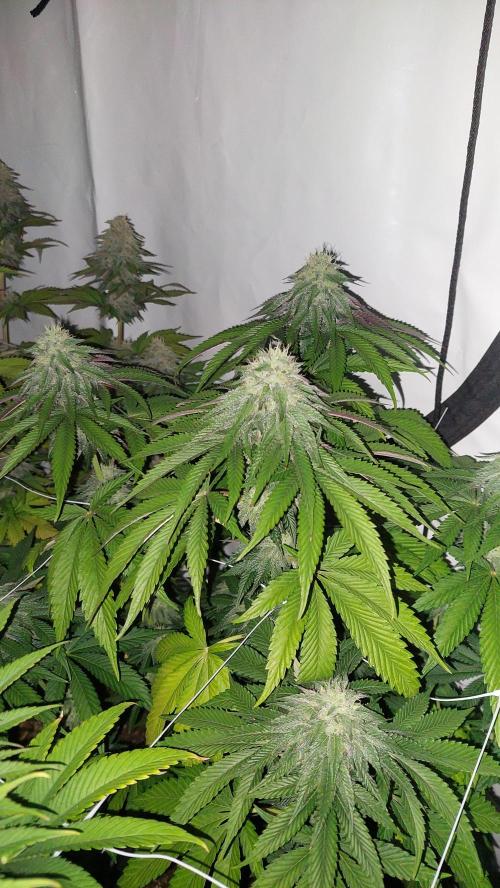 Tutti Frutti Grow. Week 10 - Midnight sunset