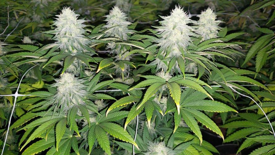 Tutti Frutti Grow. Week 10 - Moncherry