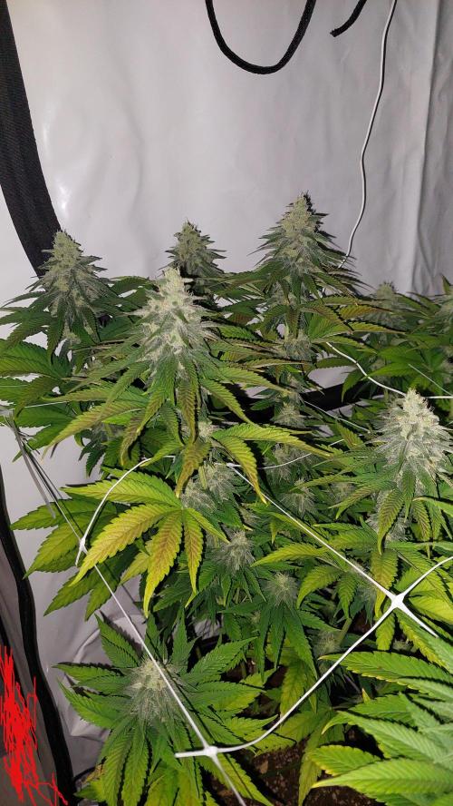 Tutti Frutti Grow. Week 10 - Strawberry gummies