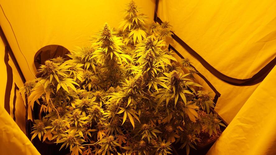 Special Queen 1 Grow. Week 11