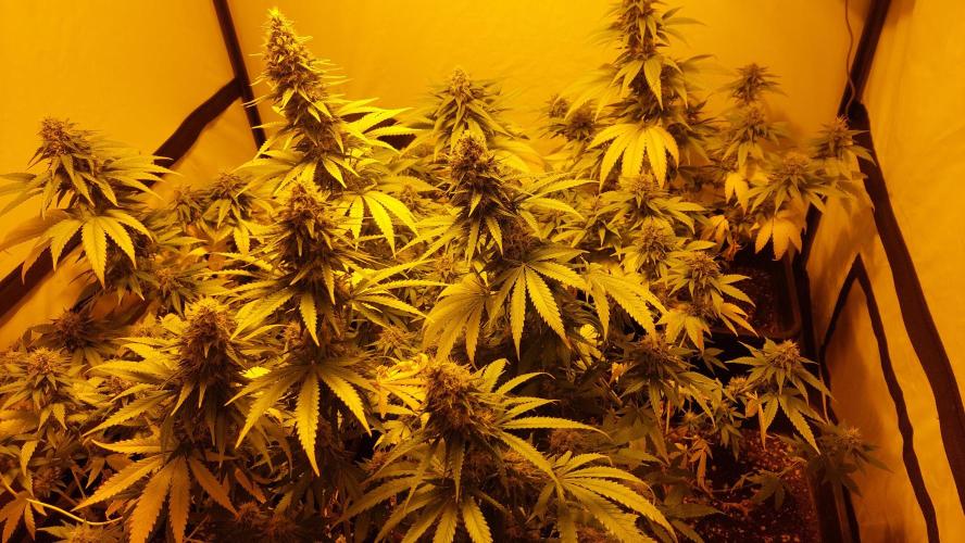 Special Queen 1 Grow. Week 11