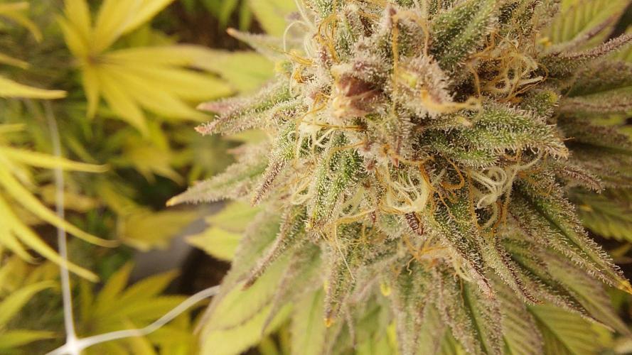 Tutti Frutti Grow. Week 11 - A purple banana on the Greenhouse lemon 