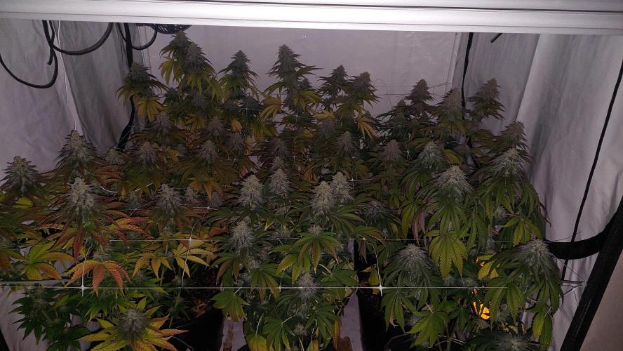 Tutti Frutti Grow. Week 11