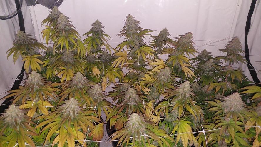 Tutti Frutti Grow. Week 11 - Frozen black cherry