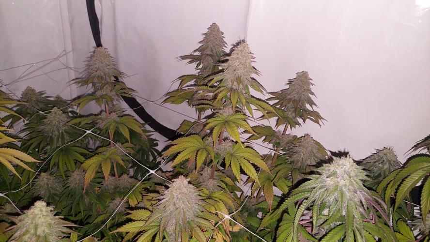 Tutti Frutti Grow. Week 11 - SLH x Pink Candy