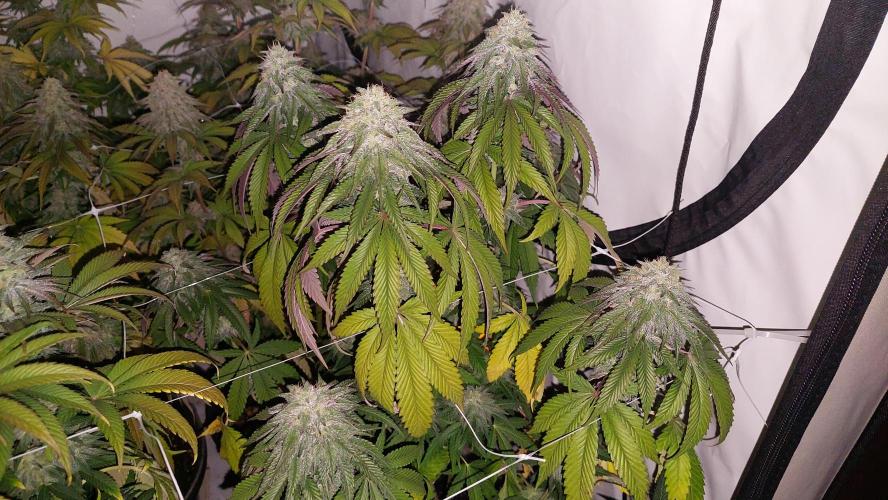 Tutti Frutti Grow. Week 11 - Midnight sunset