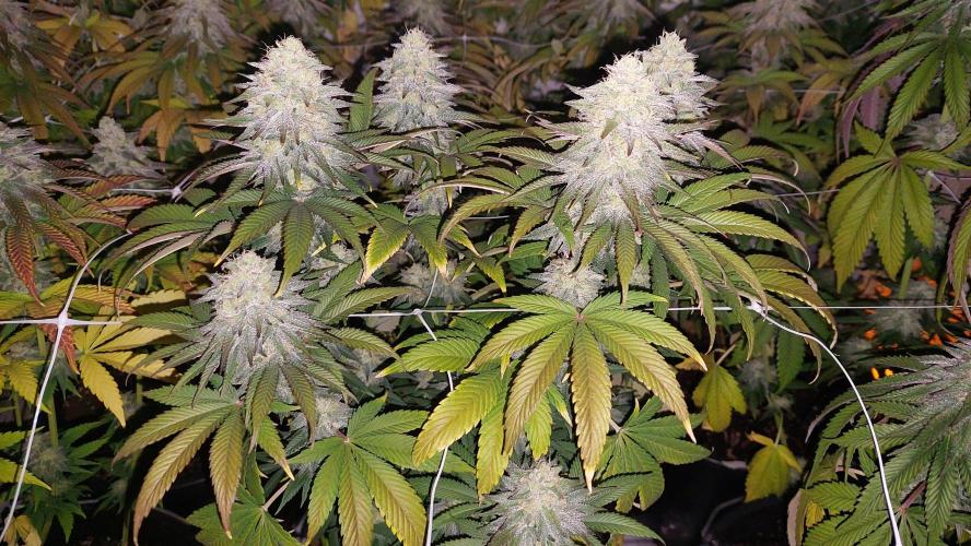 Tutti Frutti Grow. Week 11 - Moncherry