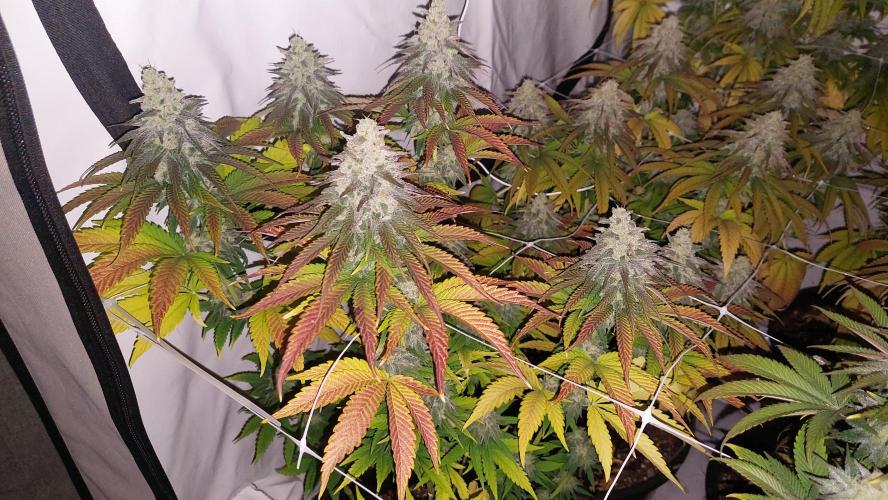 Tutti Frutti Grow. Week 11 - Strawberry gummies