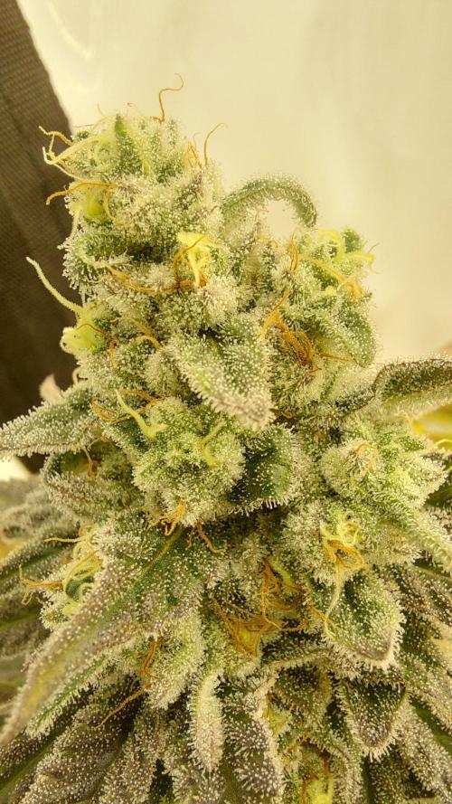 Tutti Frutti Grow. Week 11 - Strawberry gummies