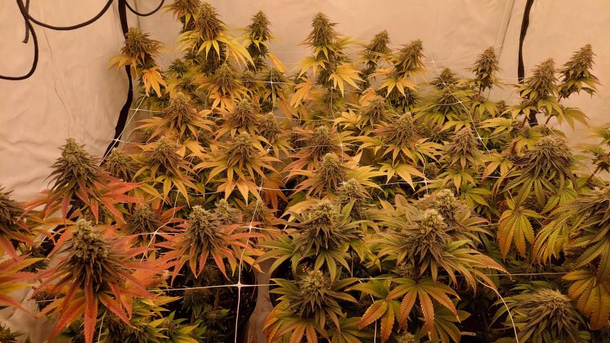 Tutti Frutti Grow. Week 11 - Some fall colours