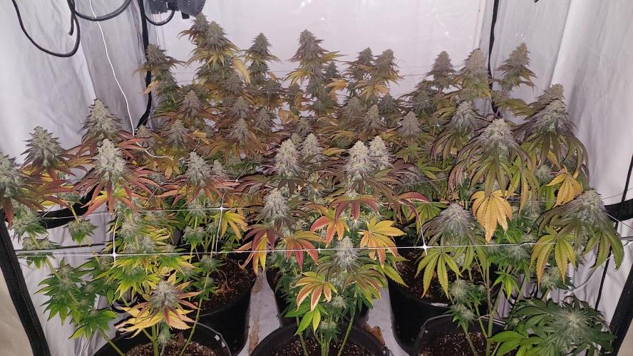 Tutti Frutti Grow. Week 12