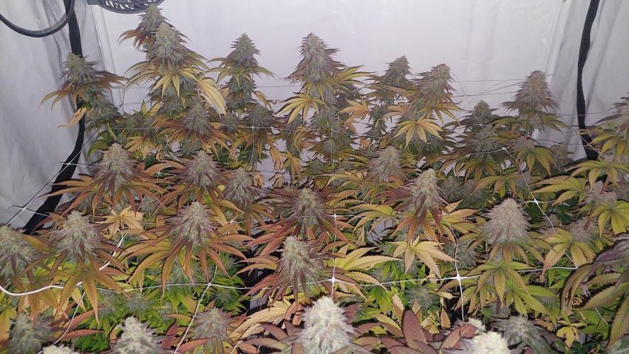 Tutti Frutti Grow. Week 12 - Cherries