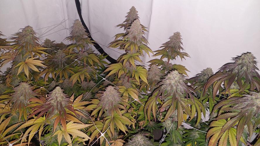 Tutti Frutti Grow. Week 12 - SLH x Pink Candy