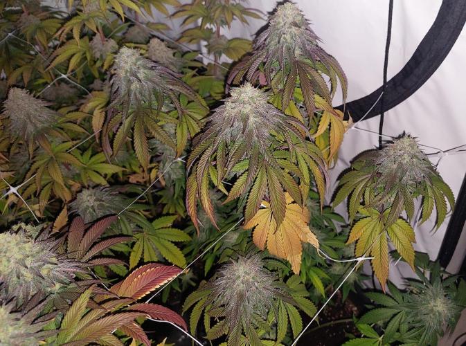 Tutti Frutti Grow. Week 12 - Midnight sunset