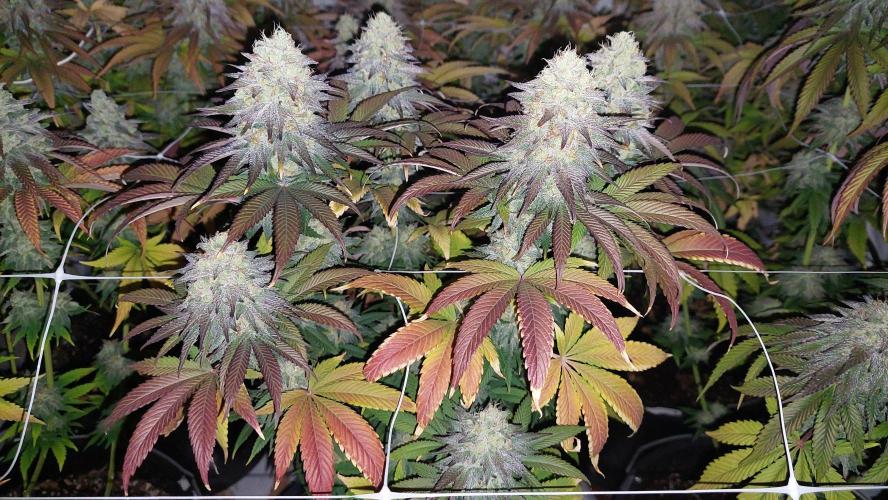 Tutti Frutti Grow. Week 12 - Moncherry