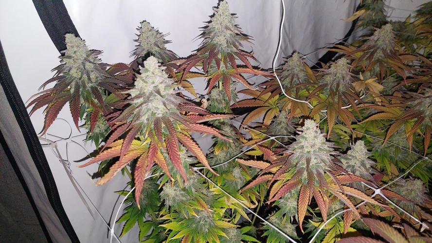 Tutti Frutti Grow. Week 12 - Strawberry gummies