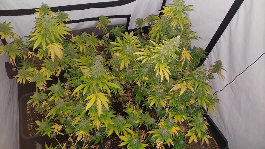 Special Queen 1 Grow. Week 12