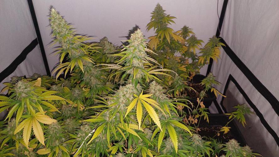 Special Queen 1 Grow. Week 12