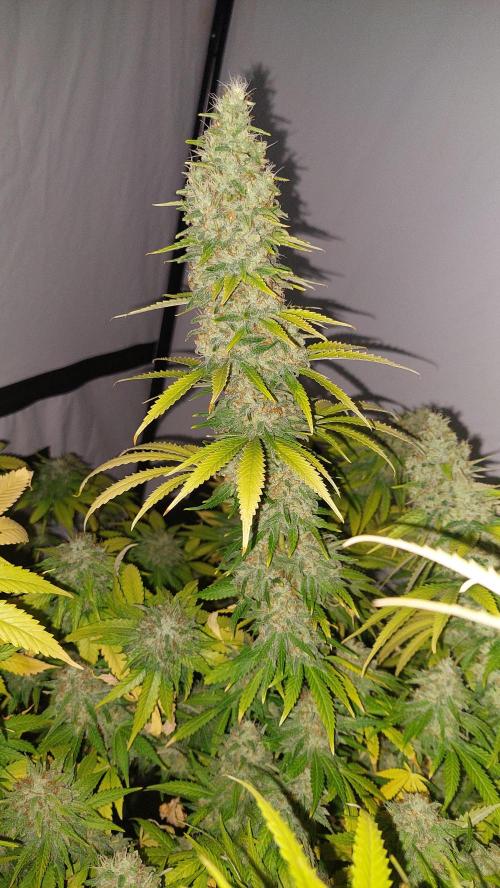 Special Queen 1 Grow. Week 12