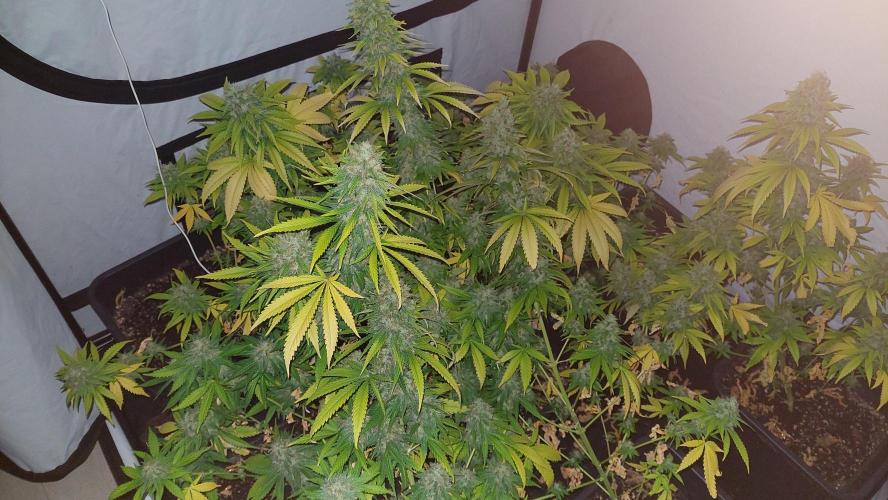 Special Queen 1 Grow. Week 12