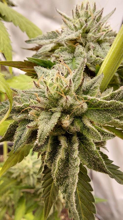 Tutti Frutti Grow. Week 12 - Midnight sunset