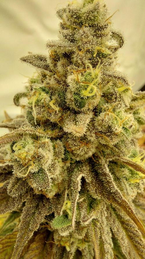 Tutti Frutti Grow. Week 12 - Strawberry gummies