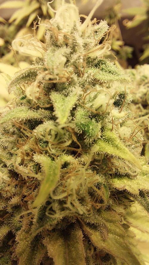 Special Queen 1 Grow. Week 12