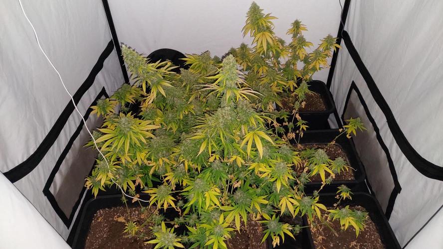 Special Queen 1 Grow. Week 13