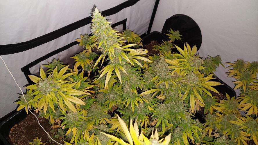 Special Queen 1 Grow. Week 13