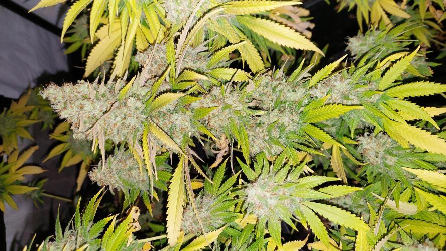 Special Queen 1 Grow. Week 13