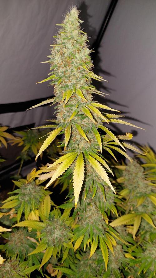 Special Queen 1 Grow. Week 13