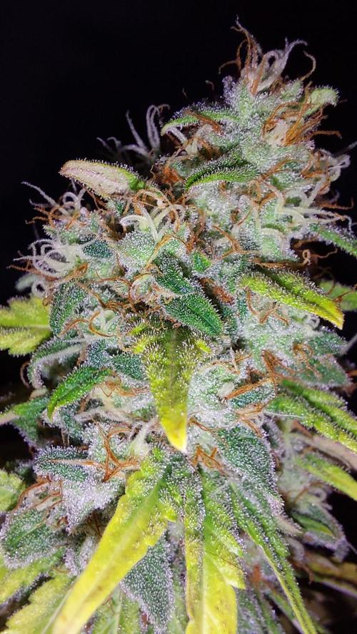 Special Queen 1 Grow. Week 13