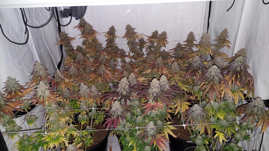 Tutti Frutti Grow. Week 13