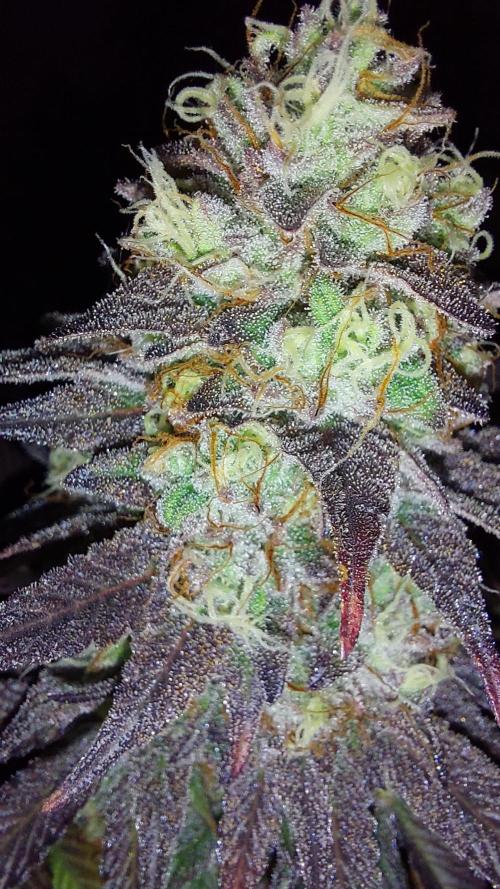 Tutti Frutti Grow. Week 13 - Mon cherry