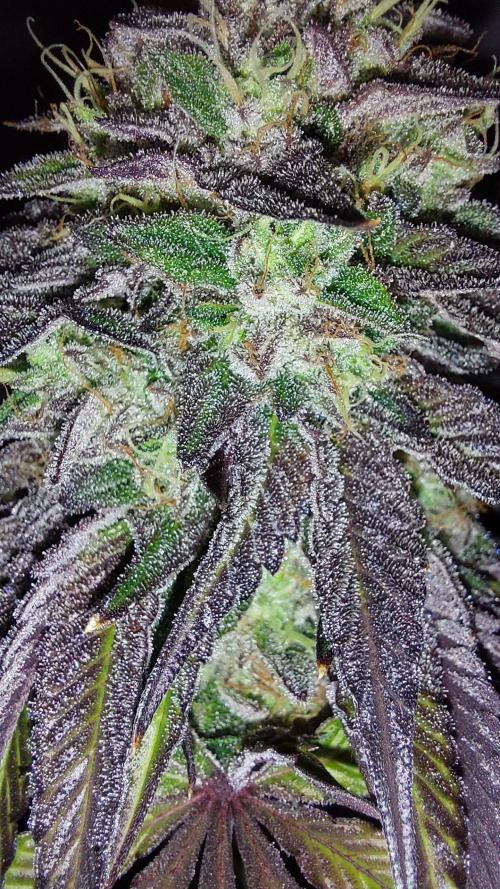 Tutti Frutti Grow. Week 13 - Midnight sunset