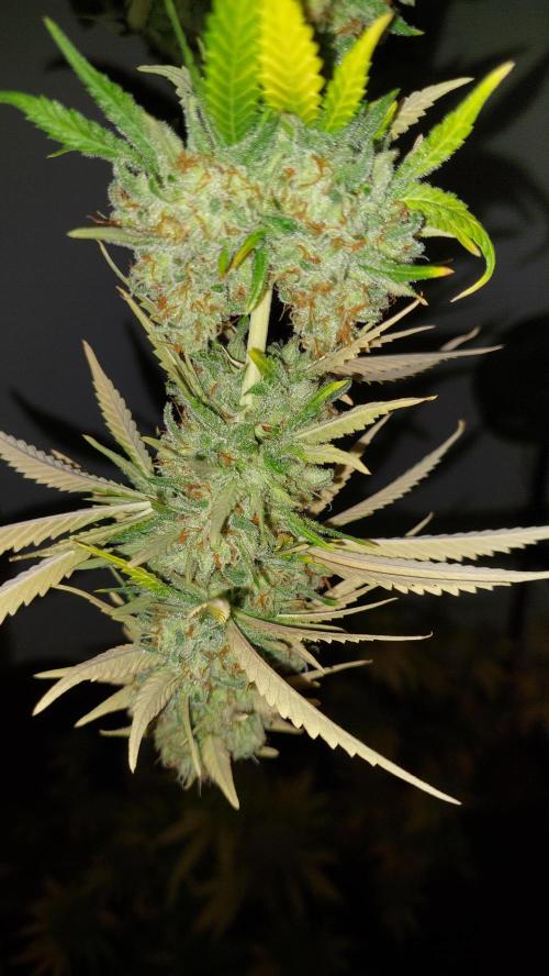 Special Queen 1 Grow. Week 14