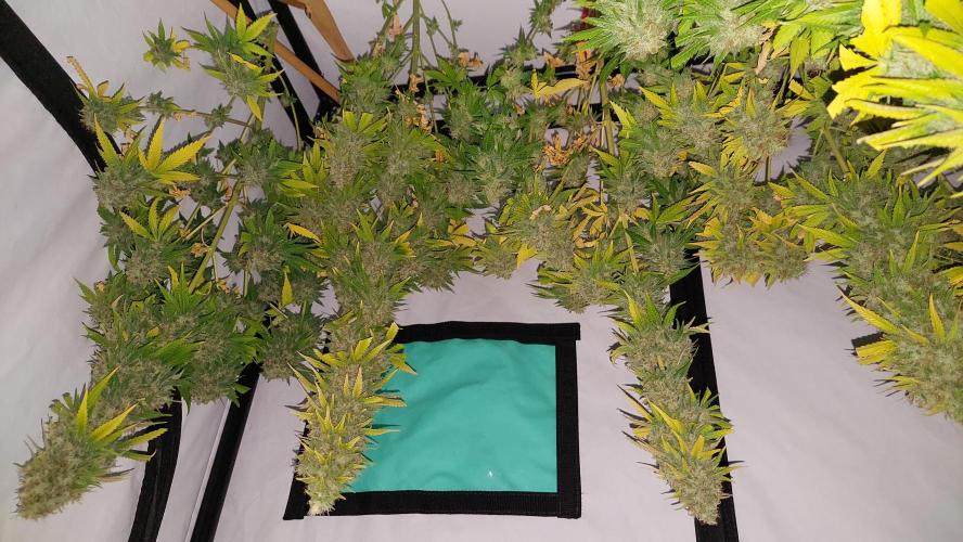 Special Queen 1 Grow. Week 14