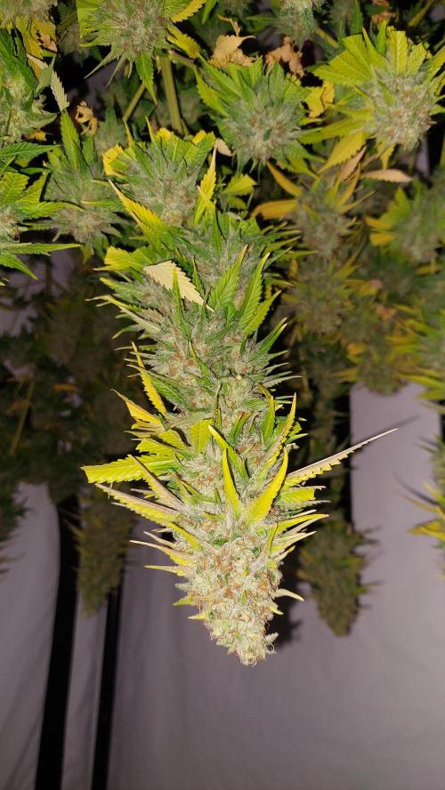 Special Queen 1 Grow. Week 14