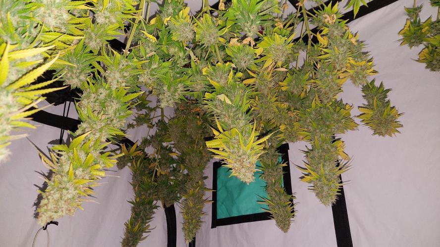 Special Queen 1 Grow. Week 14