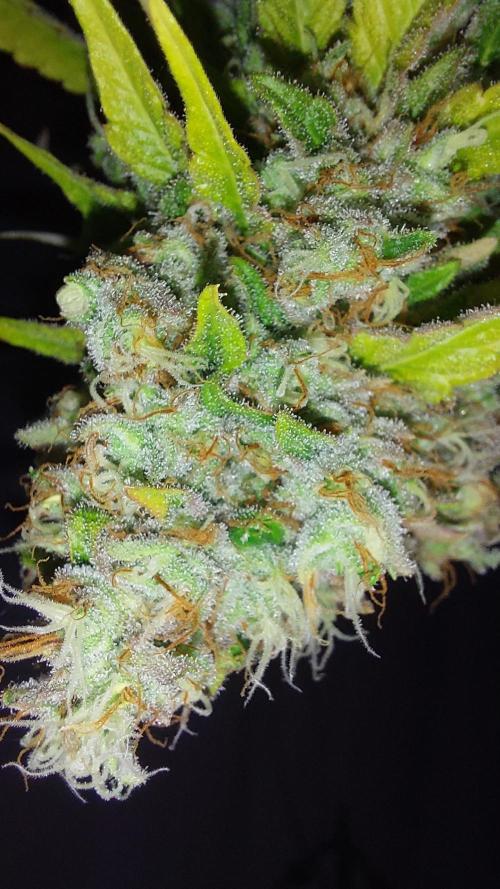 Special Queen 1 Grow. Week 14