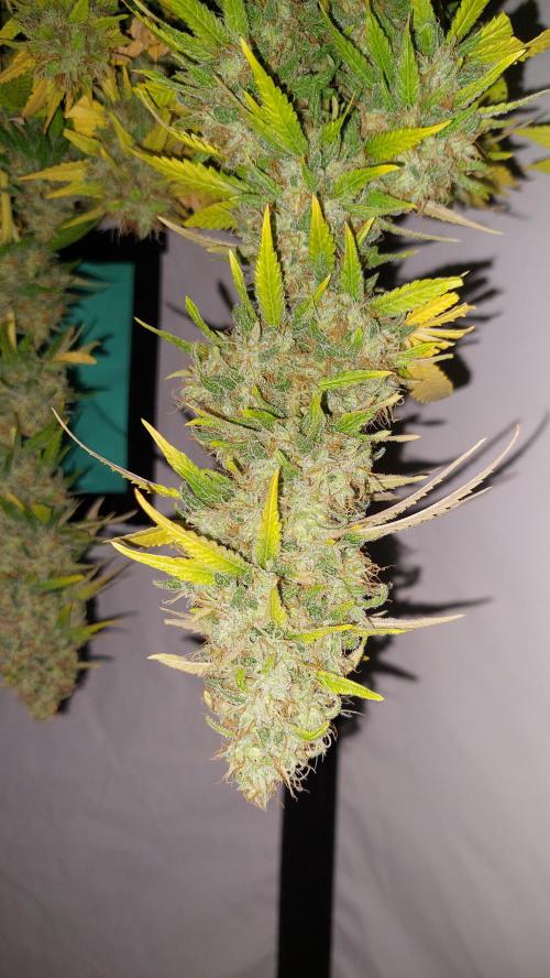 Special Queen 1 Grow. Week 14