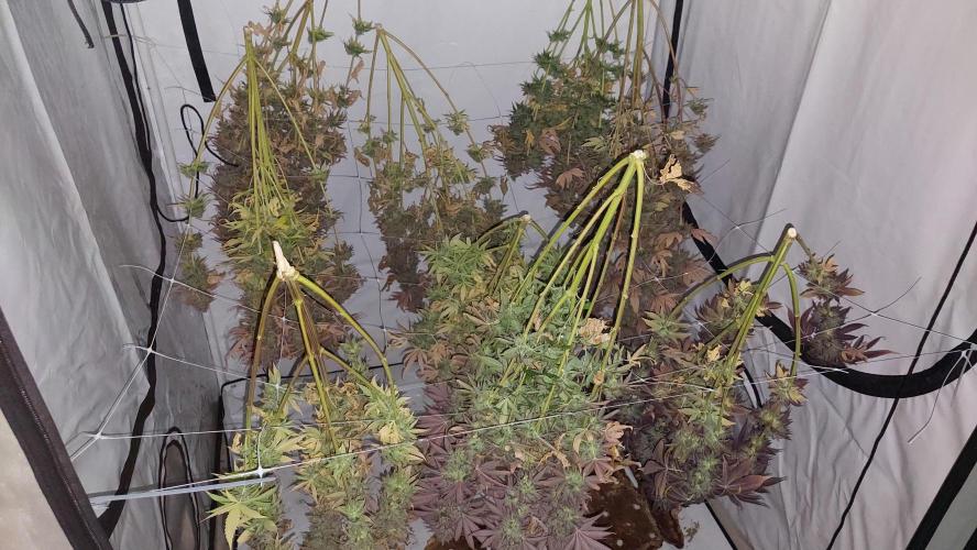 Tutti Frutti Grow. Week 14