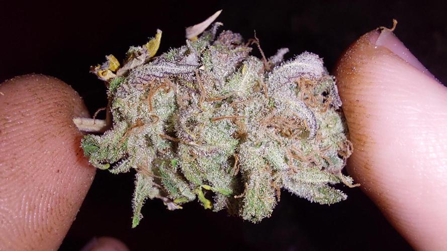 Tutti Frutti Grow. Week 14