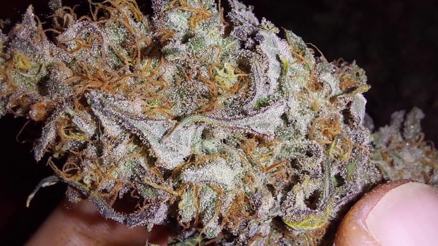 Tutti Frutti Grow. Week 14