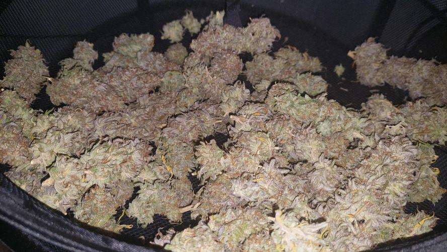 Tutti Frutti Grow. Week 14