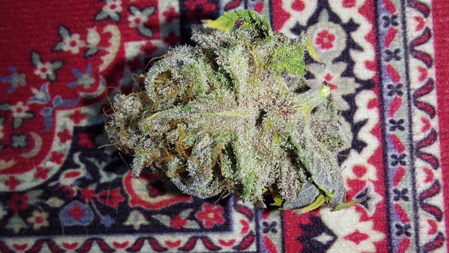 Tutti Frutti Grow. Week 14