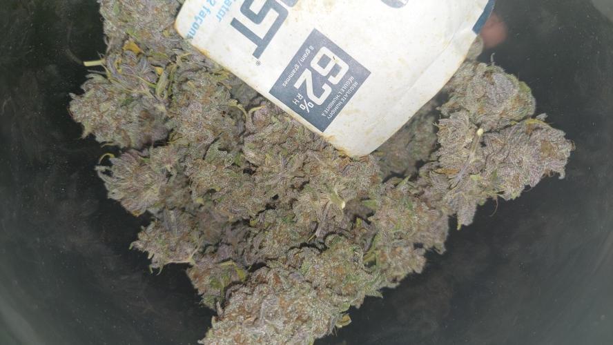 Tutti Frutti Grow. Week 14