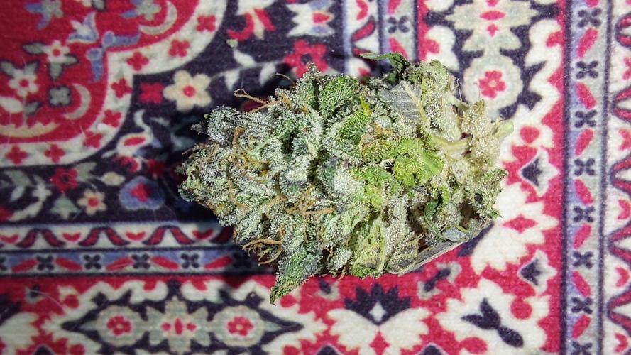 Tutti Frutti Grow. Week 14