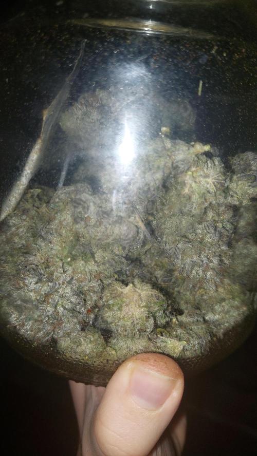 Tutti Frutti Grow. Week 14